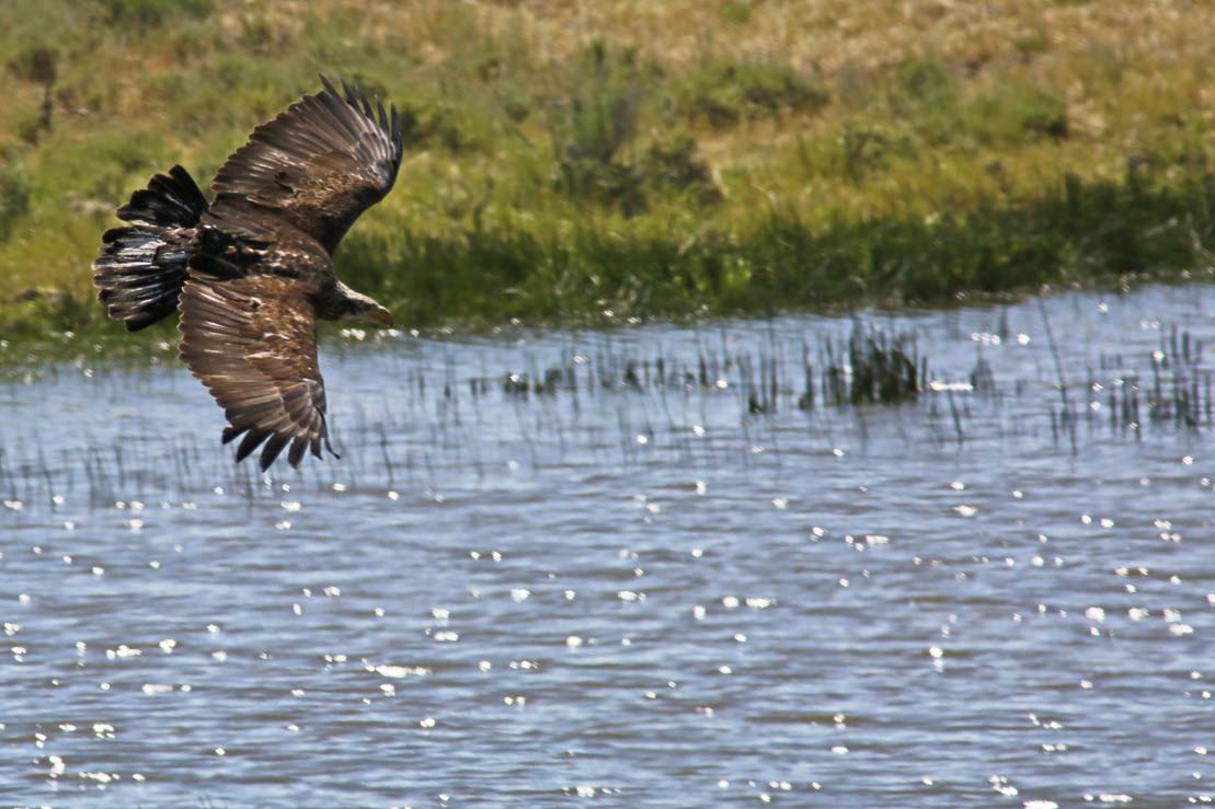 Raptor soaring over a lake