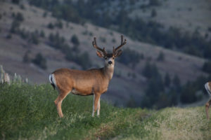 Lone Buck Deer