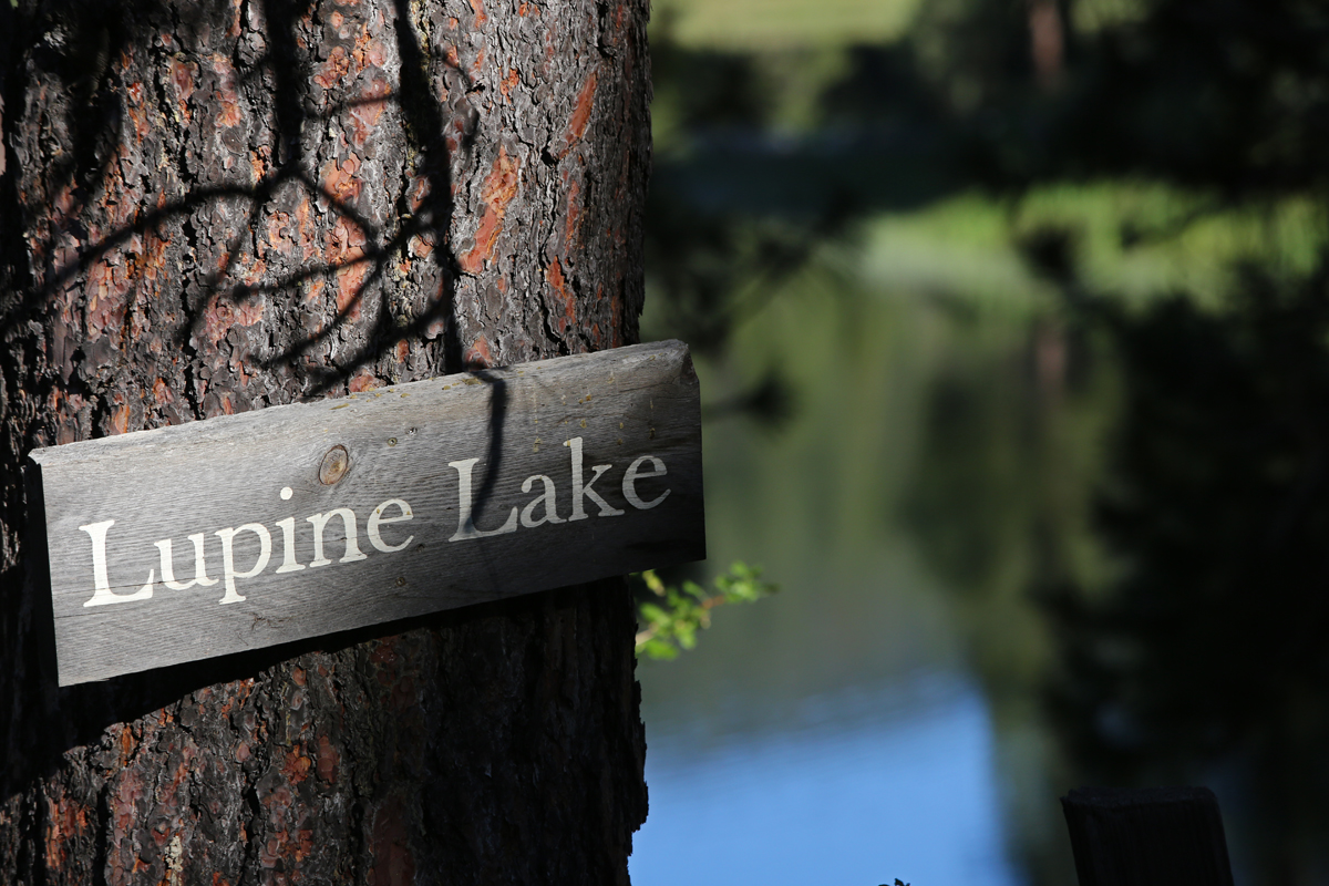 Lupine Lake