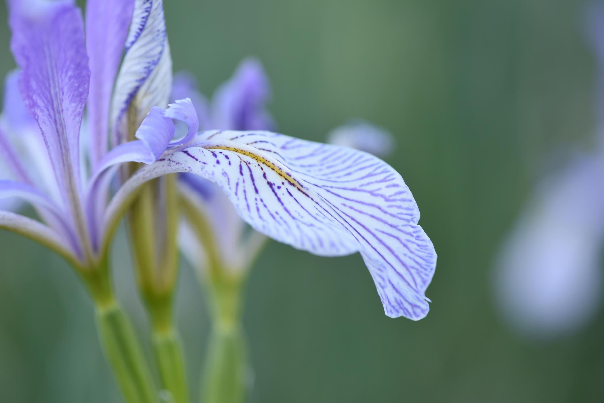 Iris petal