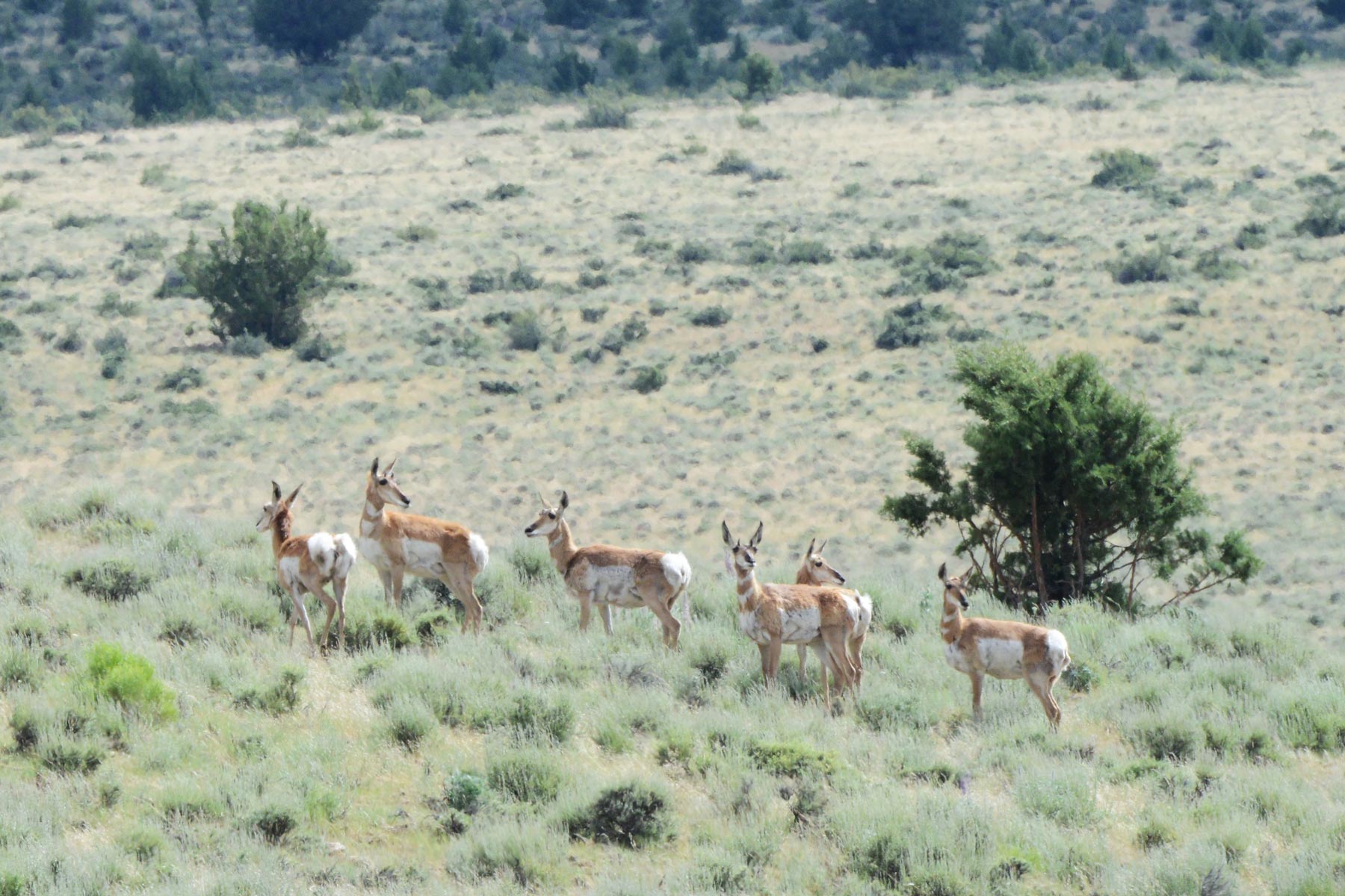 Group of Doe Antelope