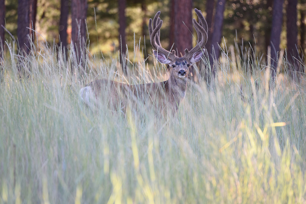 Buck in Tall Grass