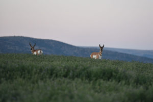 Antelope Couple