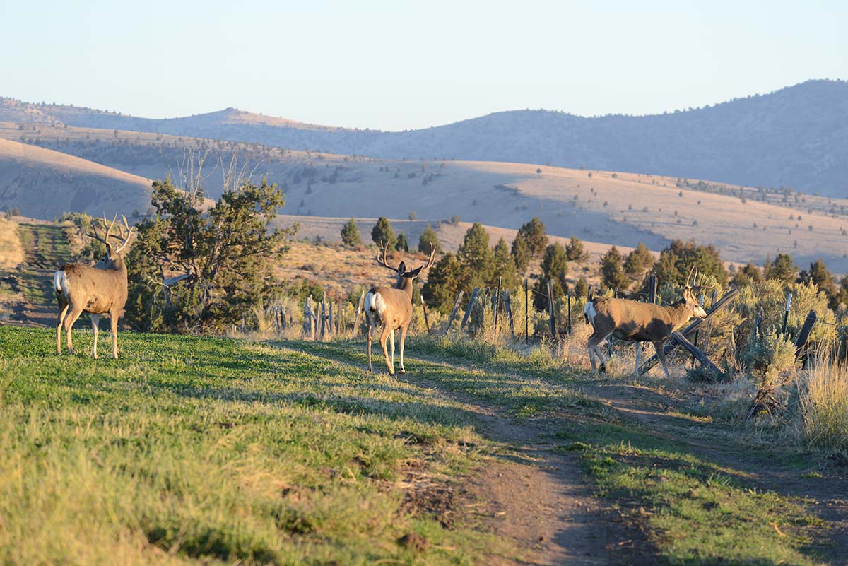 Buck Deer in Field