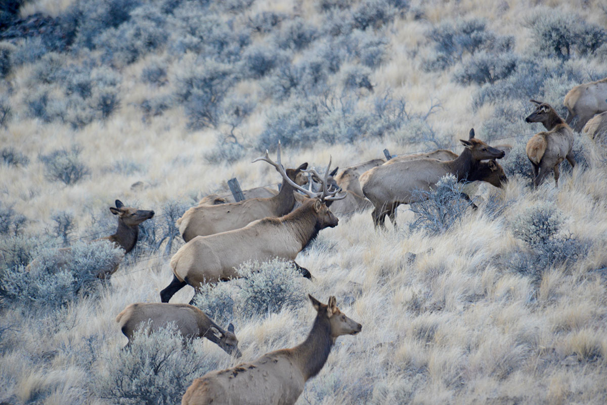 Closeup of Antelope Herd