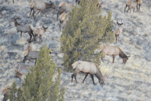 Closeup of Antelope Herd