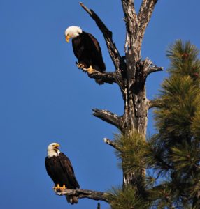 Eagle Couple in Tree